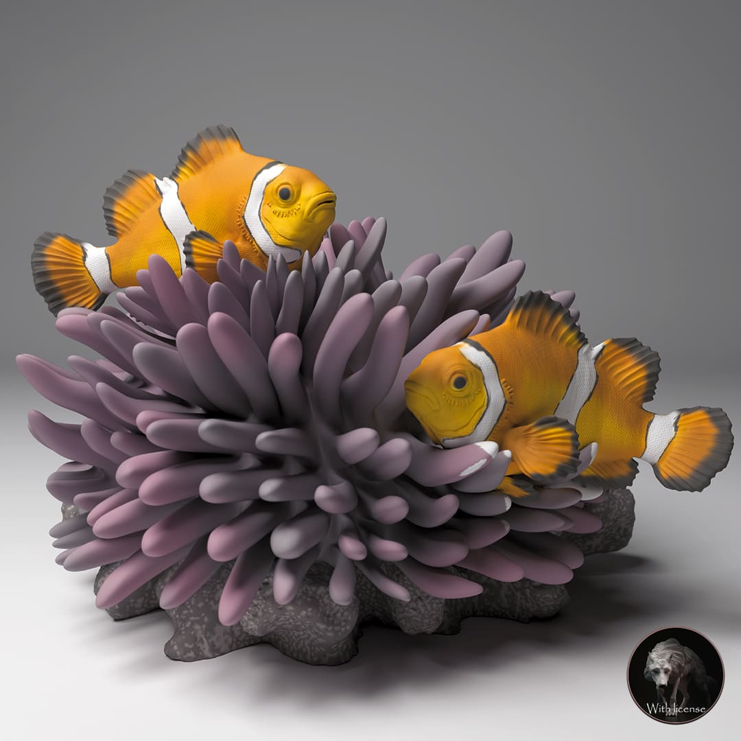 Amphiprion ocellaris (Clownfisch)