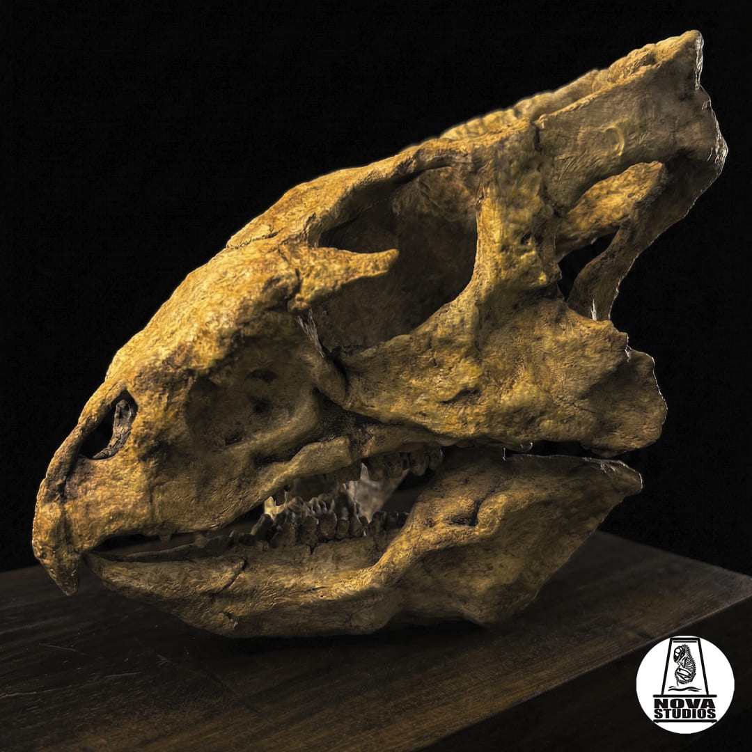 Archaeoceratops oshimai skull