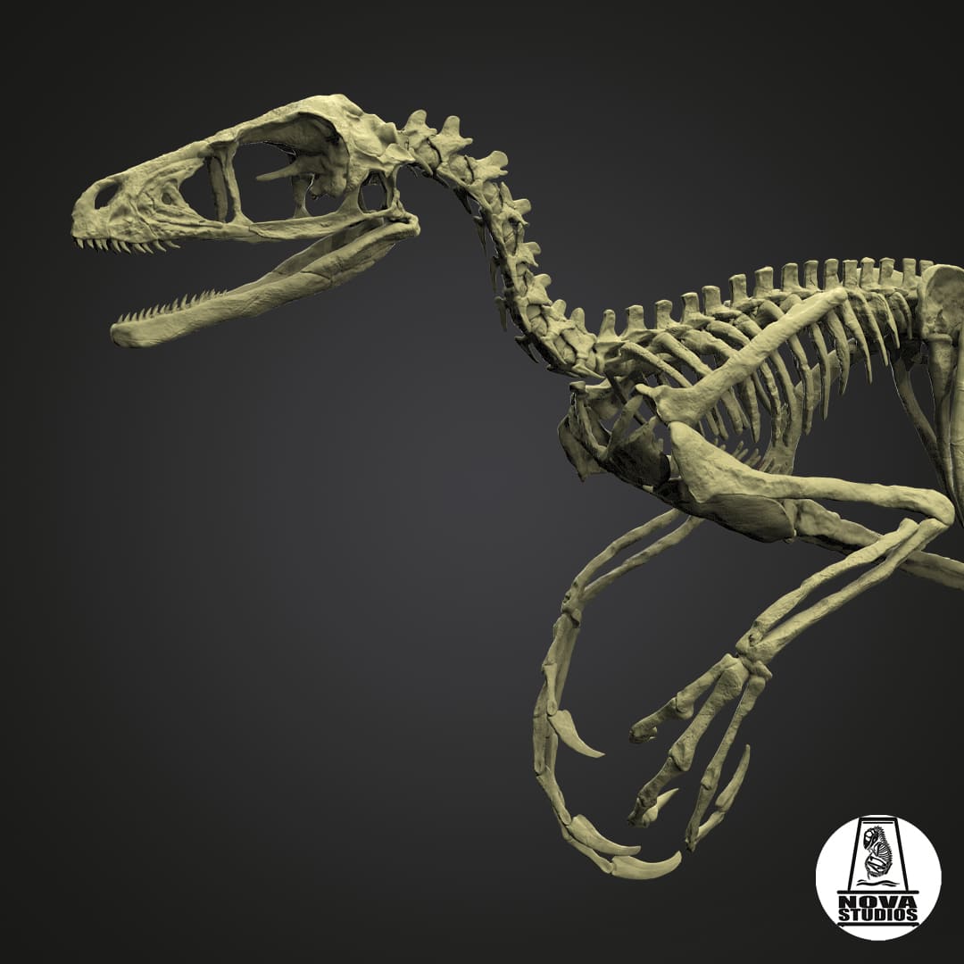 Bambiraptor feinberg