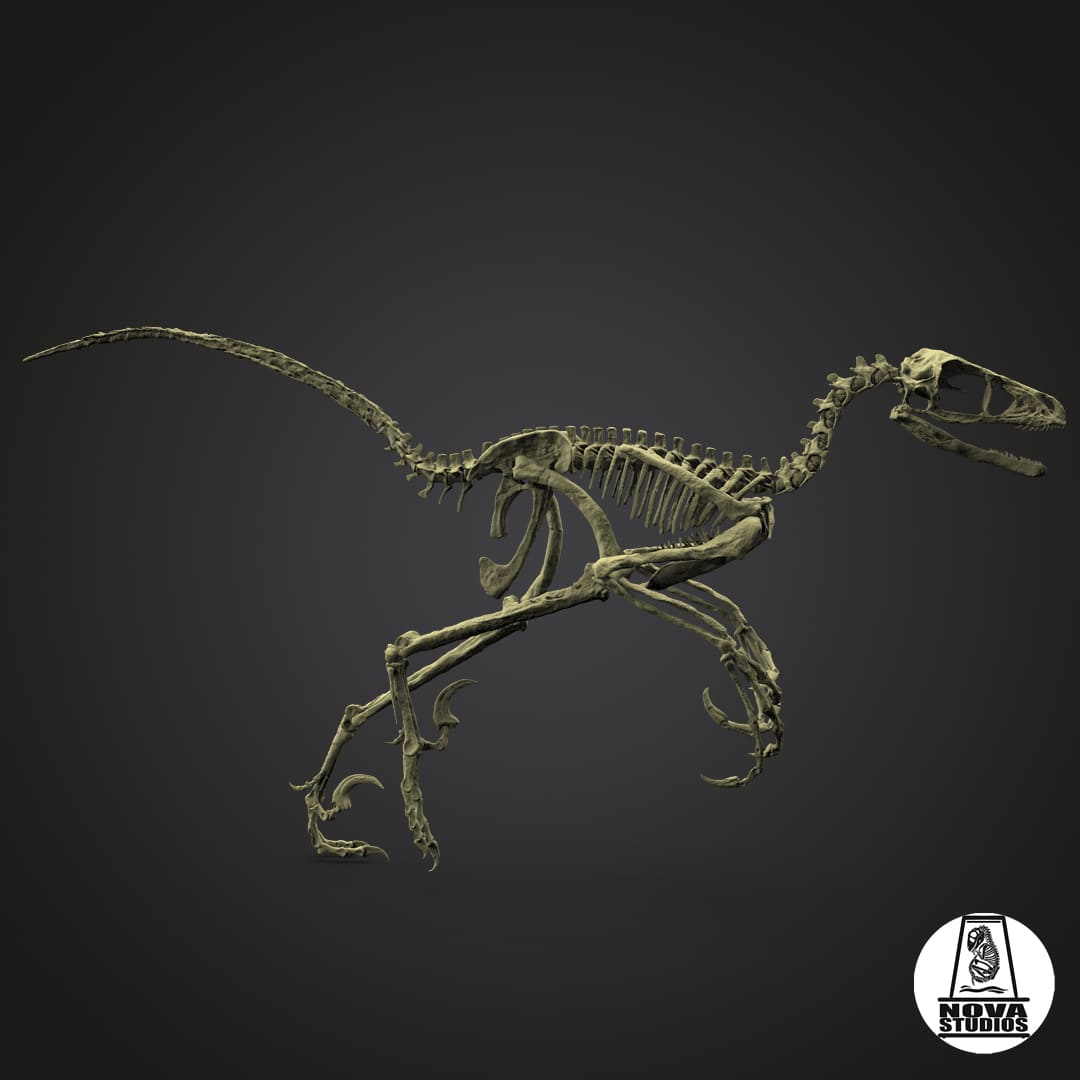 Bambiraptor feinberg