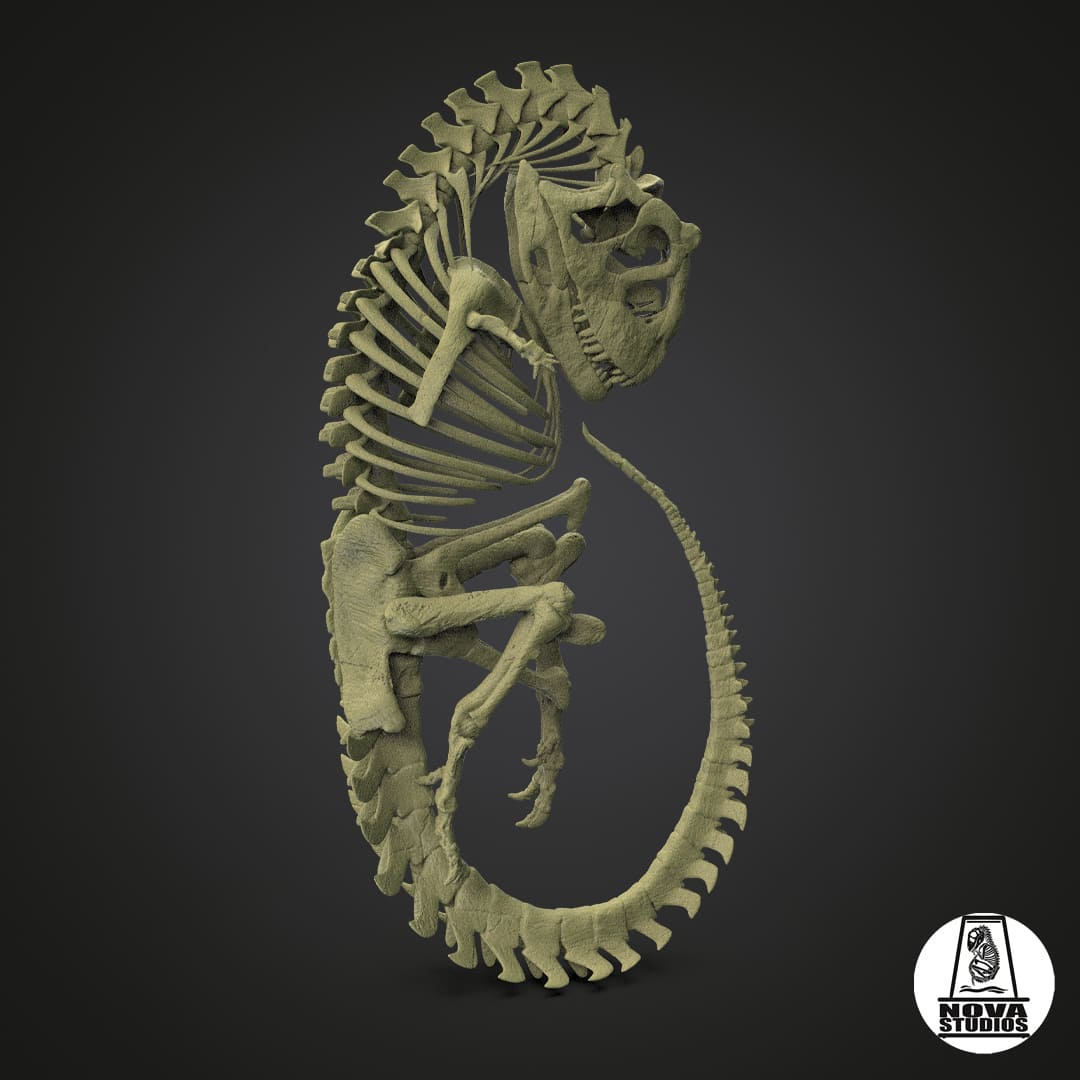 Carnotaurus-Fötus