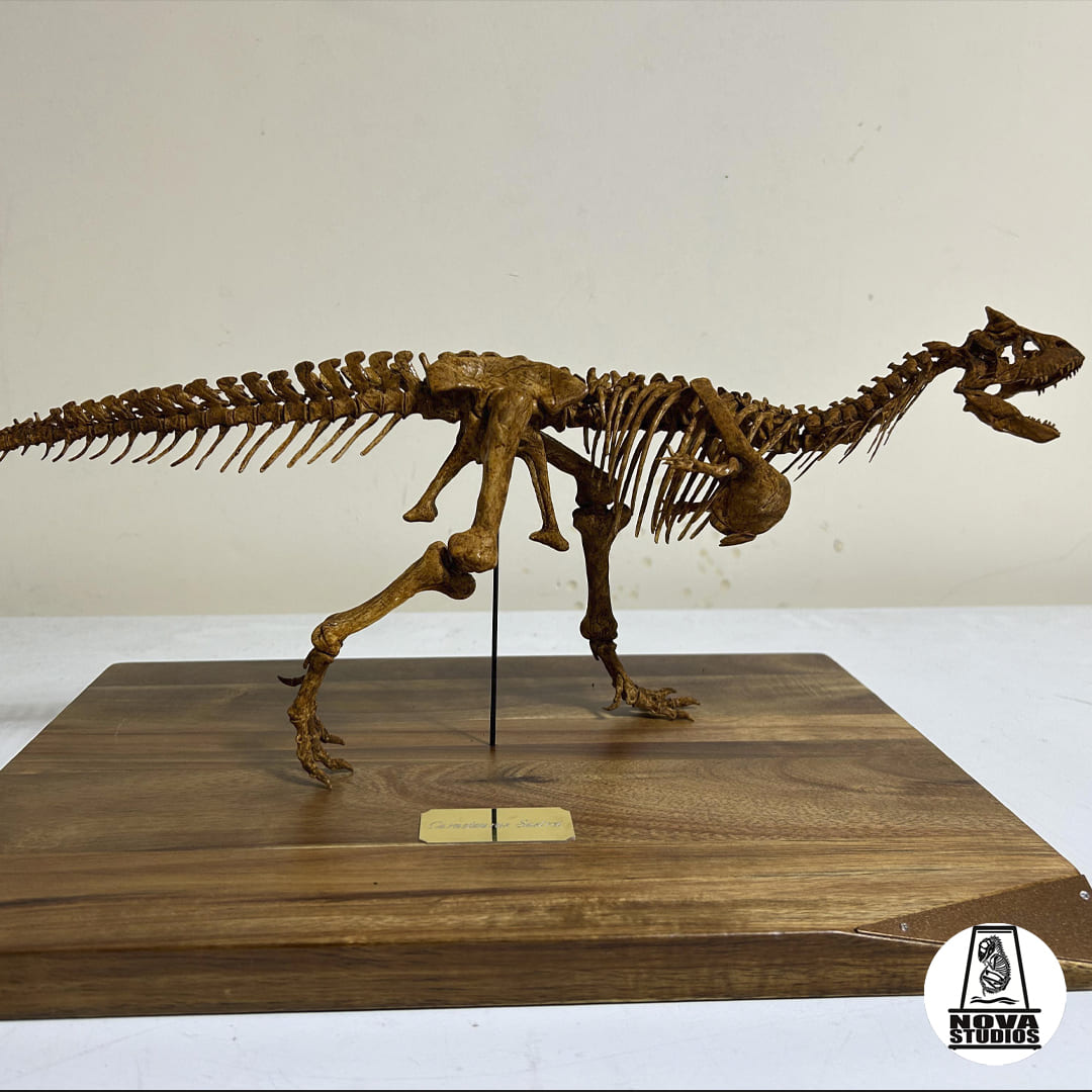 Carnotaurus sastrei skeleton