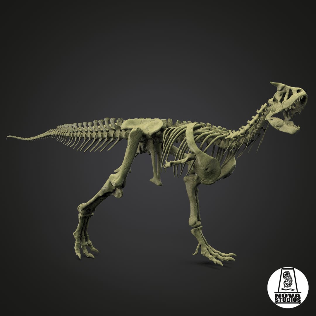 Carnotaurus sastrei skeleton