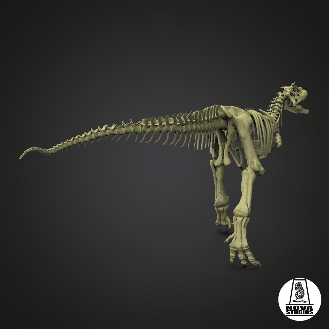Carnotaurus sastrei skeleton