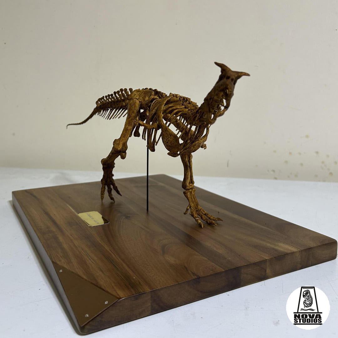 Carnotaurus sastrei skeleton
