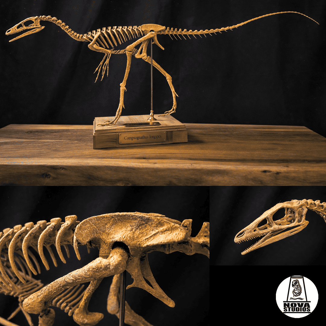 Compsognathus longipes – Dinosauria Creatures