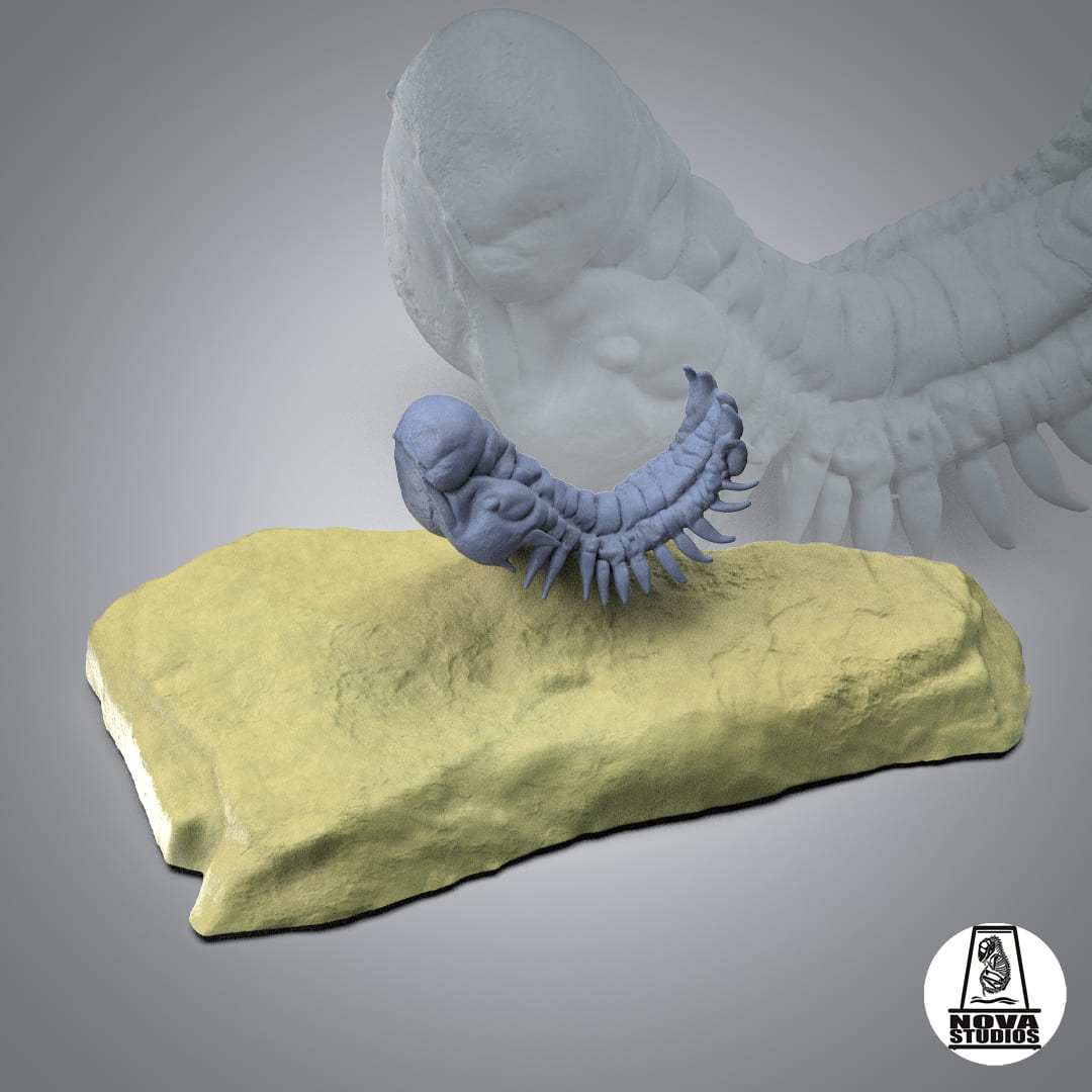 Crotalocephalina gibbus