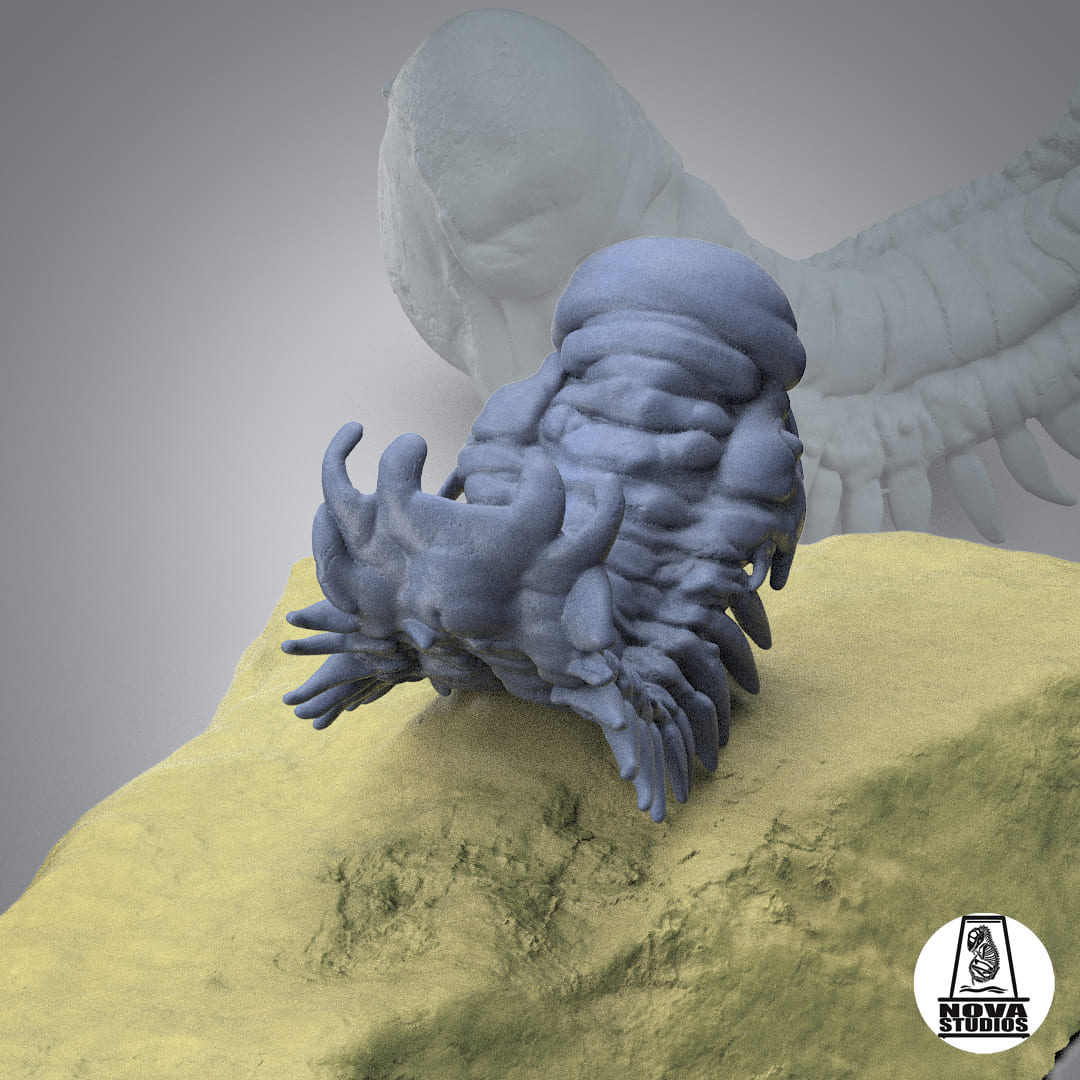 Crotalocephalina gibbus