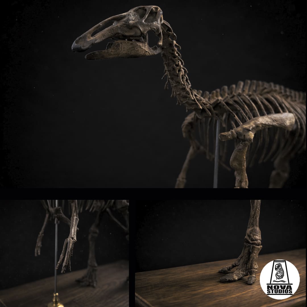 Edmontosaurus annectens Skeleton