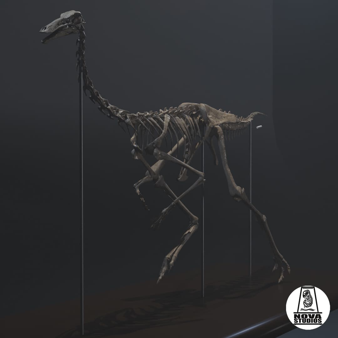 Gallimimus bullatus skeleton