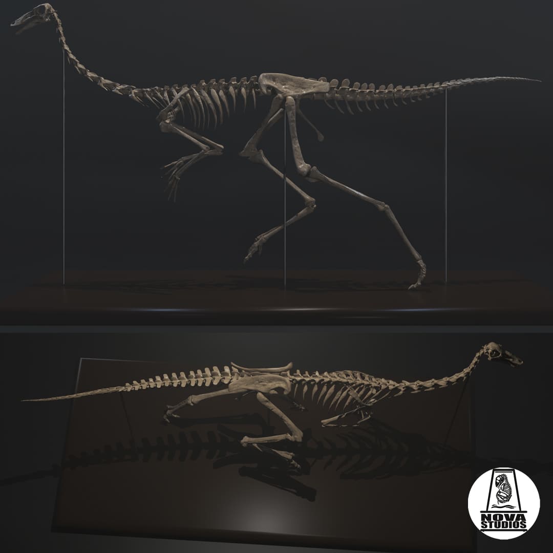 Gallimimus bullatus skeleton
