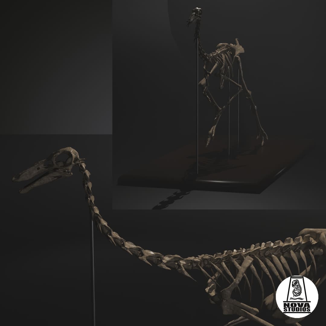 Gallimimus bullatus skeleton