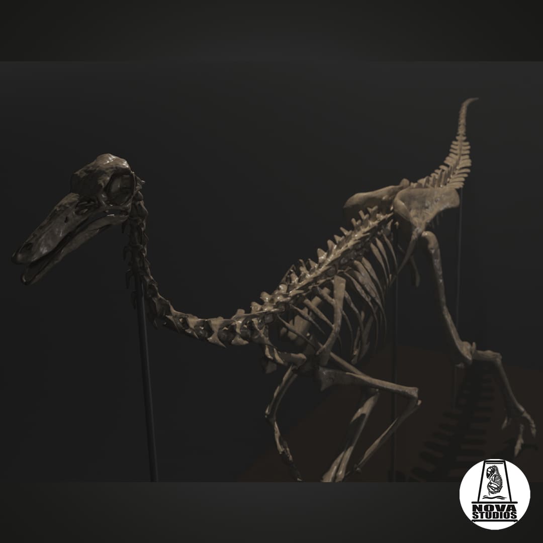 Gallimimus bullatus skeleton