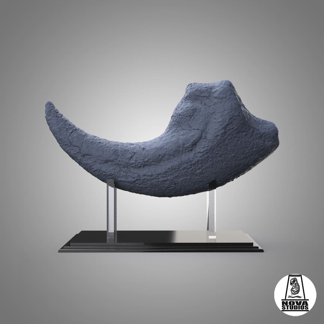 Suchomimus tenerensis (Claw)