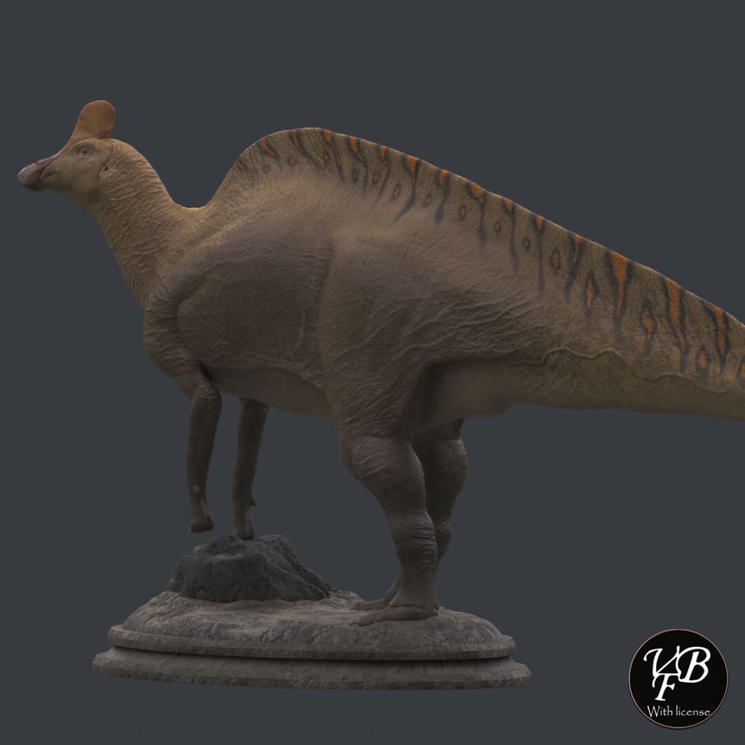 Magnapaulia laticaudus
