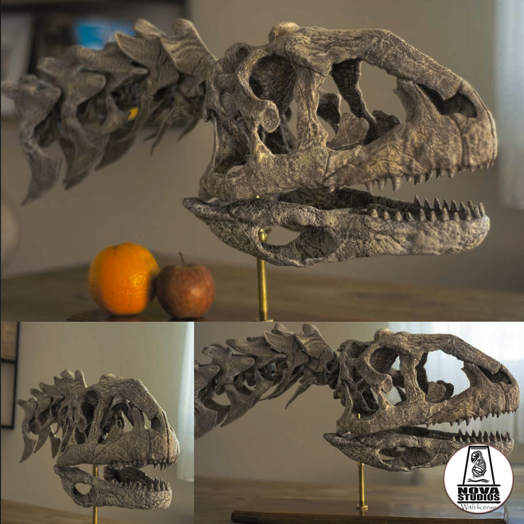 Majungasaurus crenatissimus skull