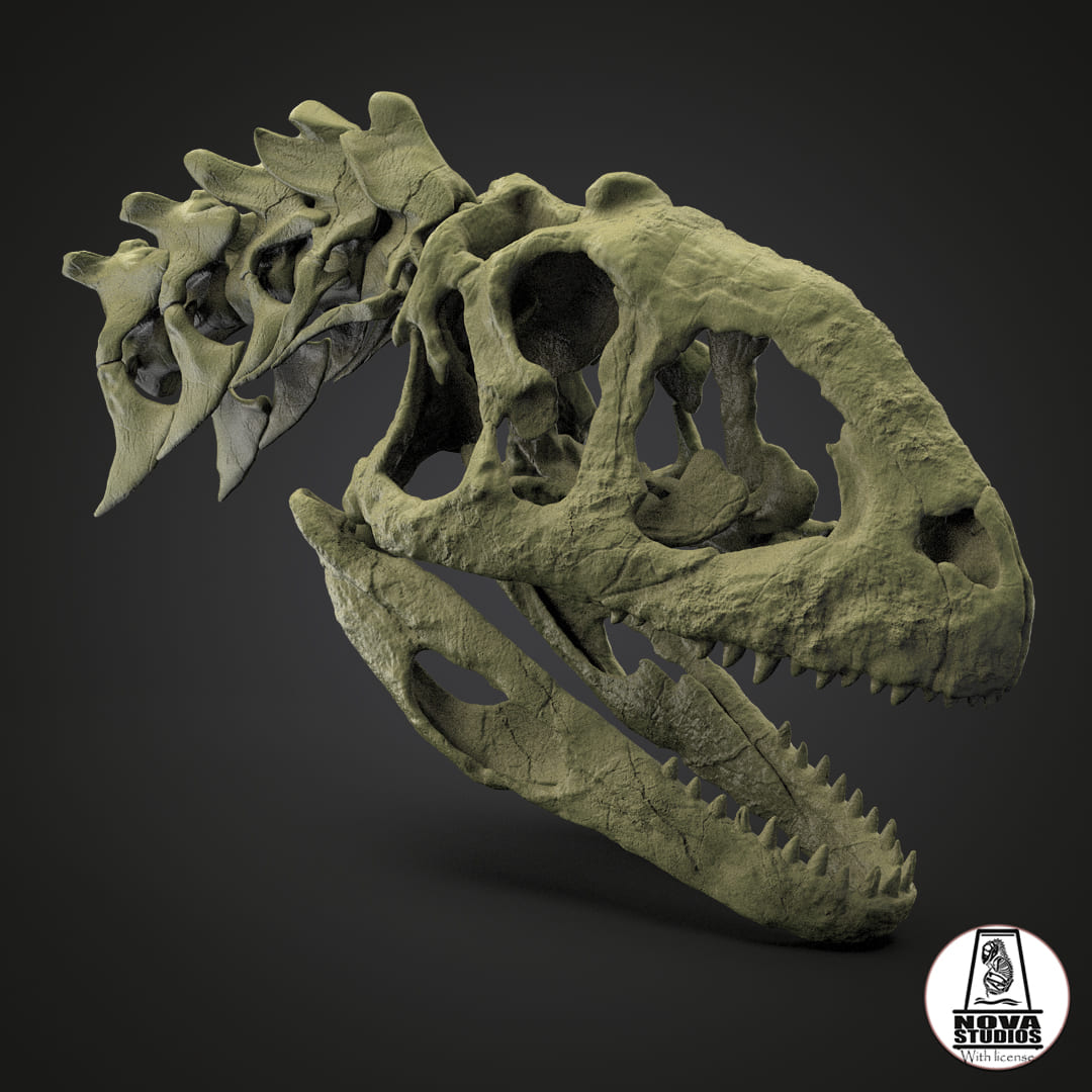 Majungasaurus crenatissimus skull