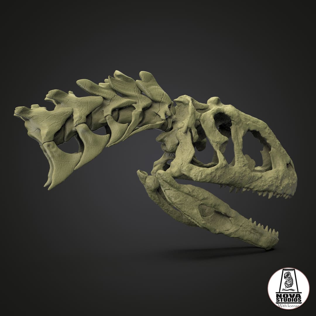 Majungasaurus crenatissimus skull