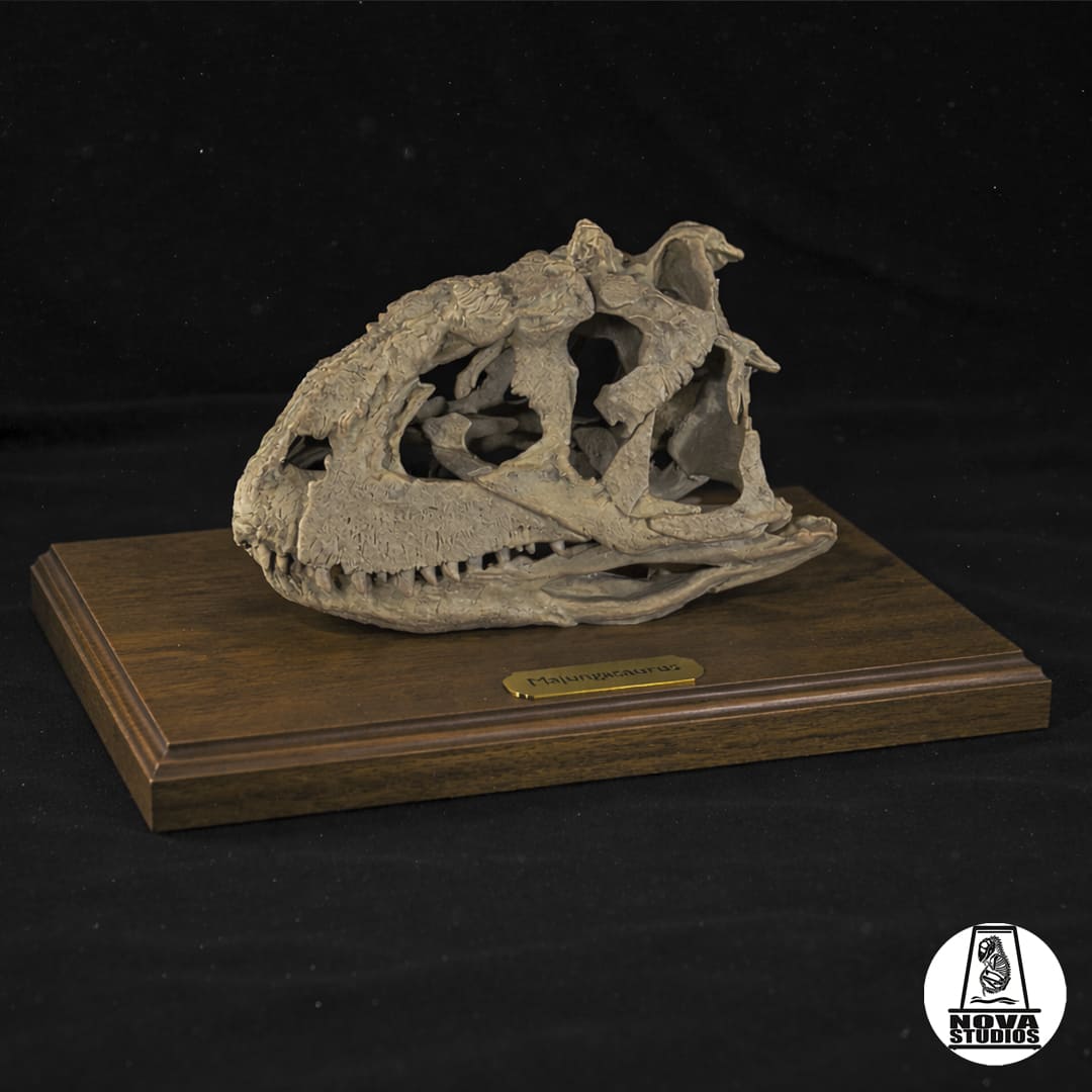 Majungasaurus crenatissimus skull
