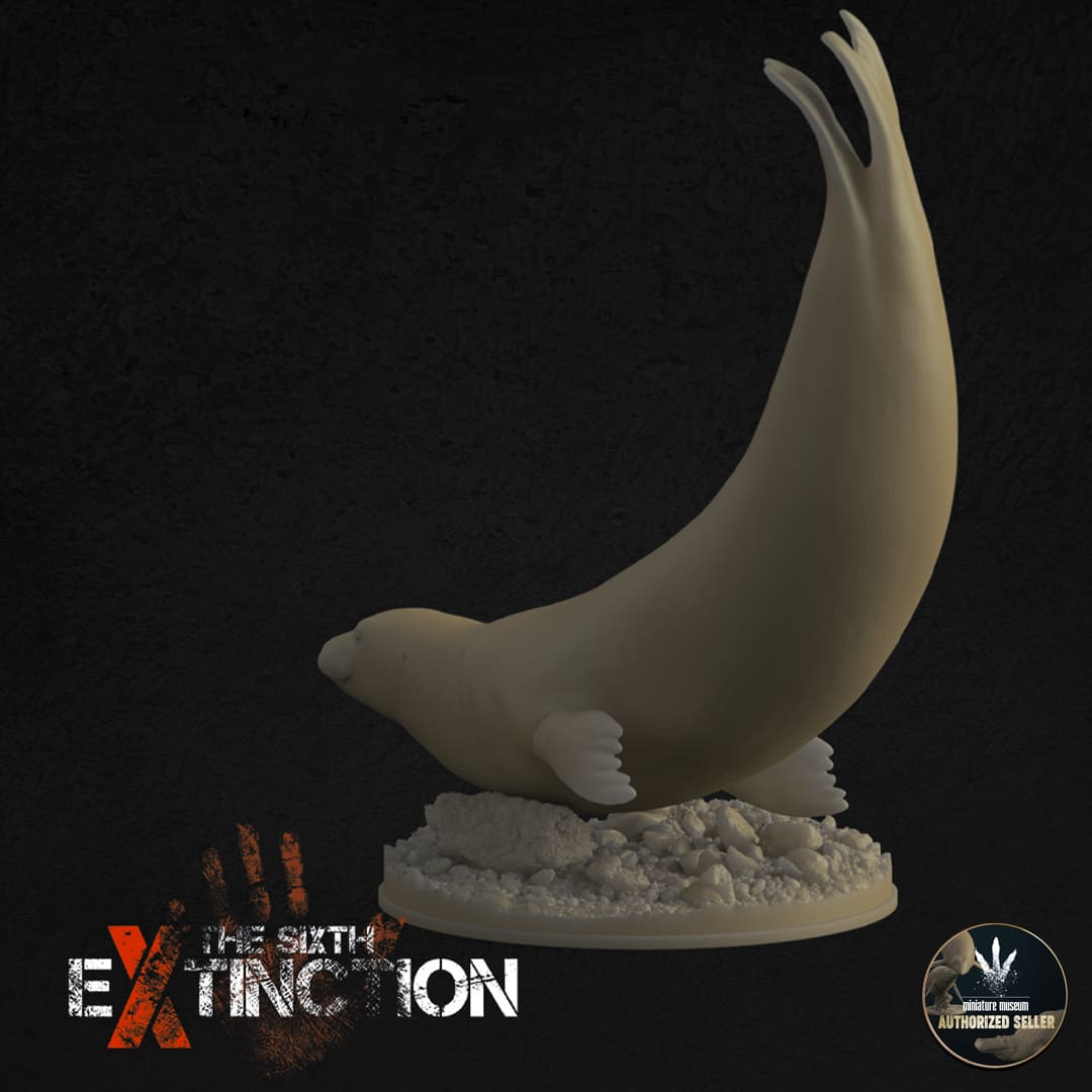 Neomonachus Tropicalis