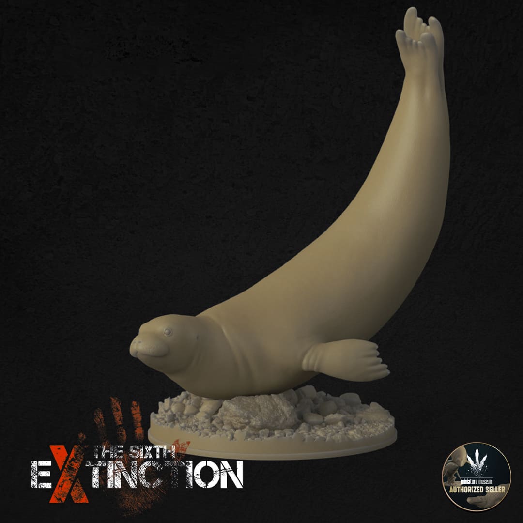 Neomonachus Tropicalis