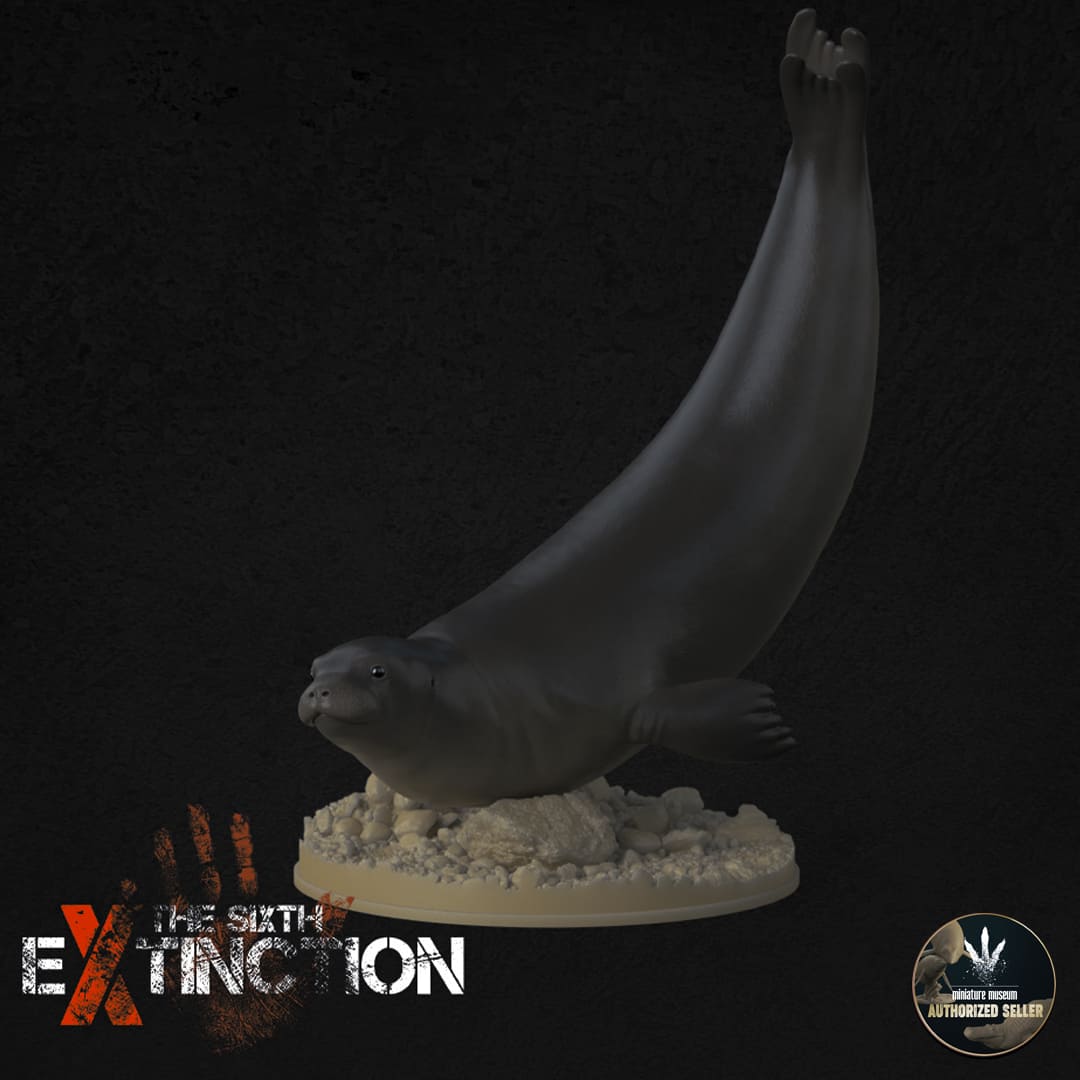 Neomonachus Tropicalis