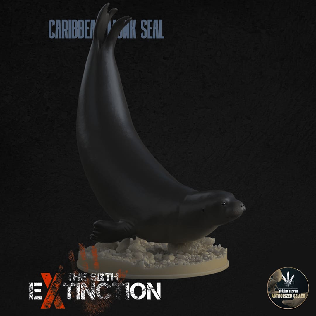 Neomonachus Tropicalis