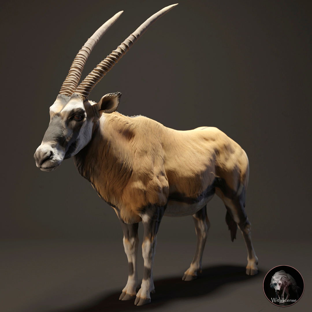 Kap Oryx