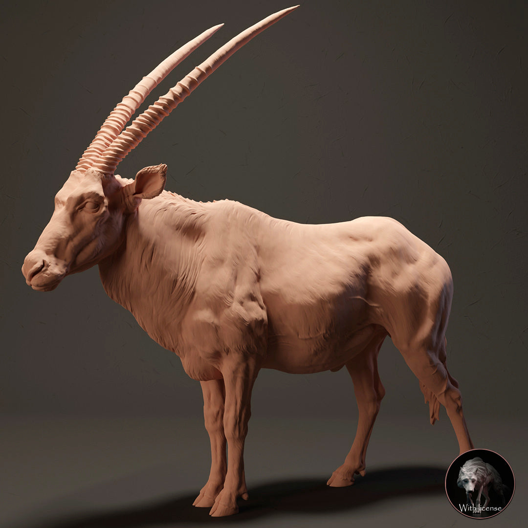 Kap Oryx