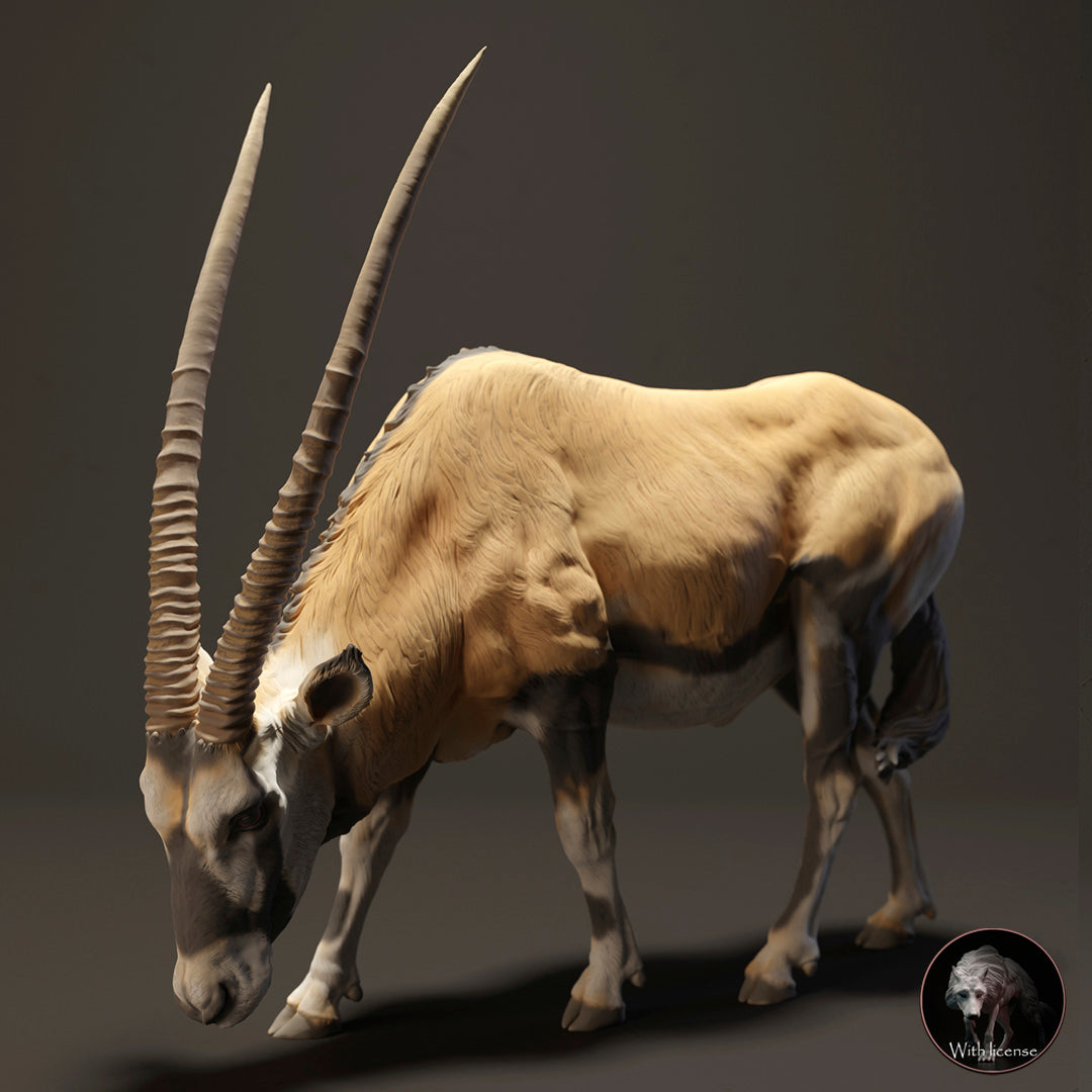 Kap Oryx