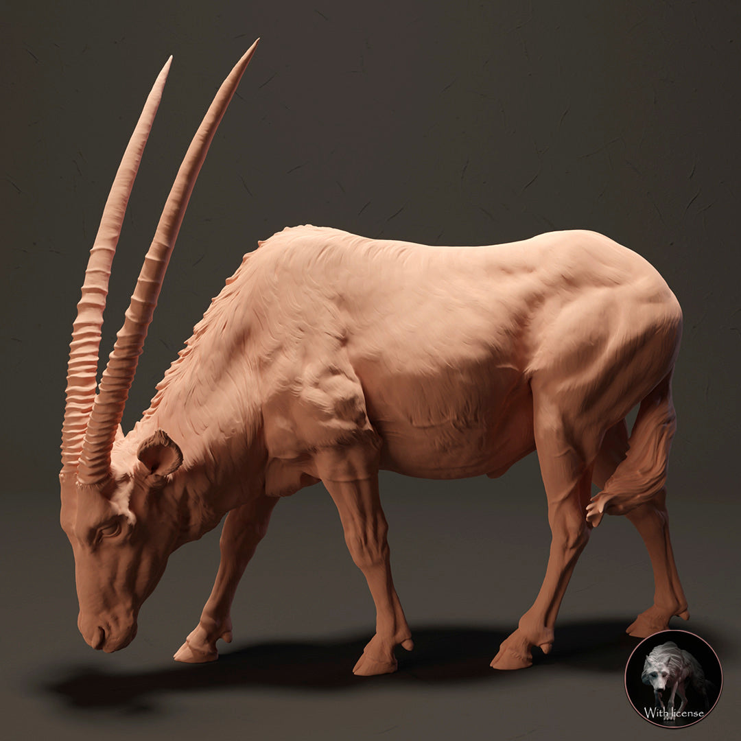 Kap Oryx