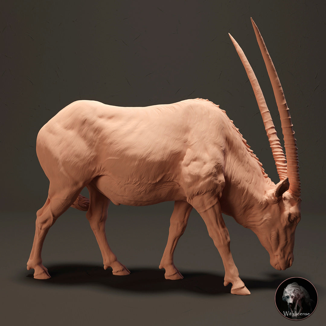 Kap Oryx