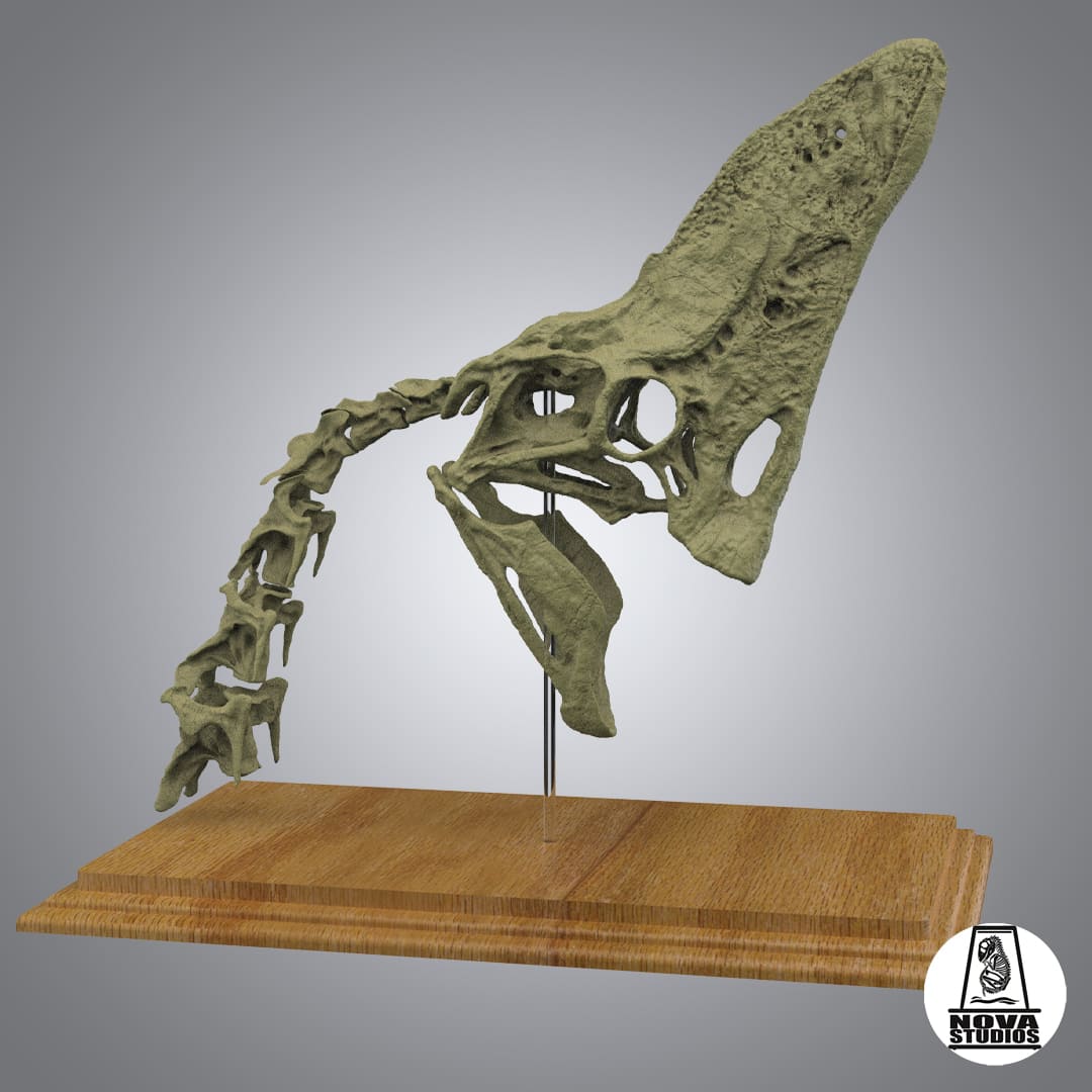 Oviraptor “Spike” skull and neck