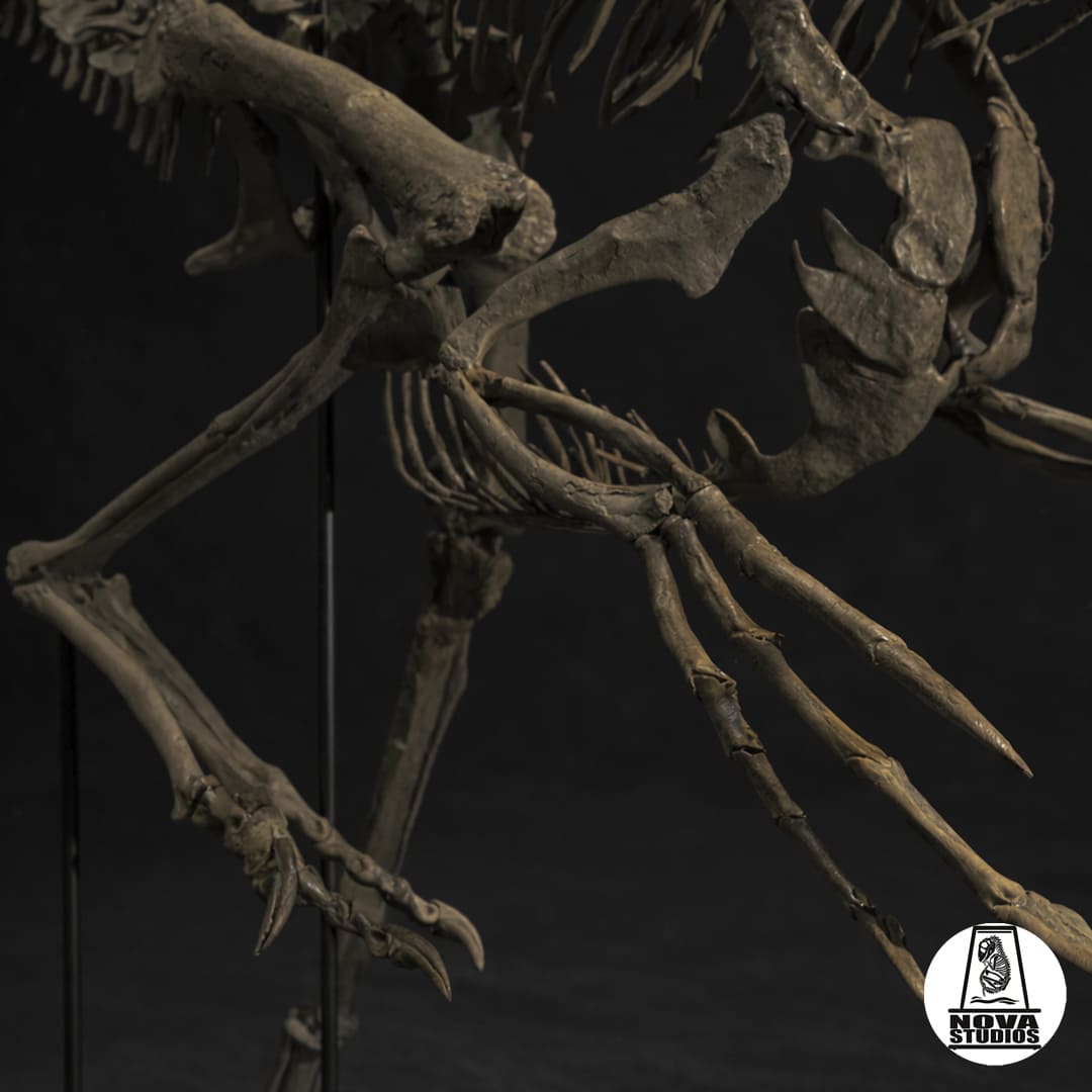 Oviraptor-Skelett „Spike“