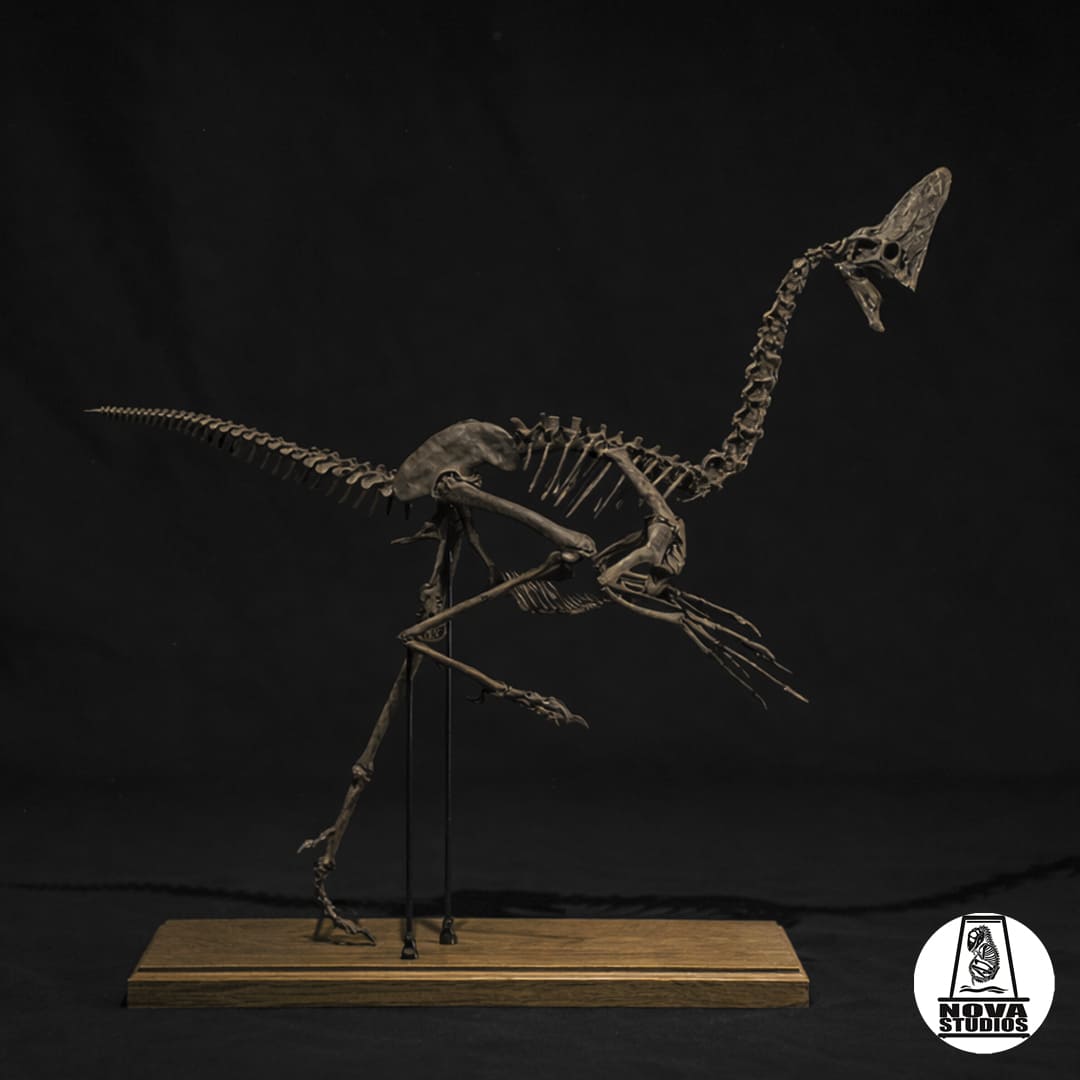 Oviraptor “Spike” skeleton