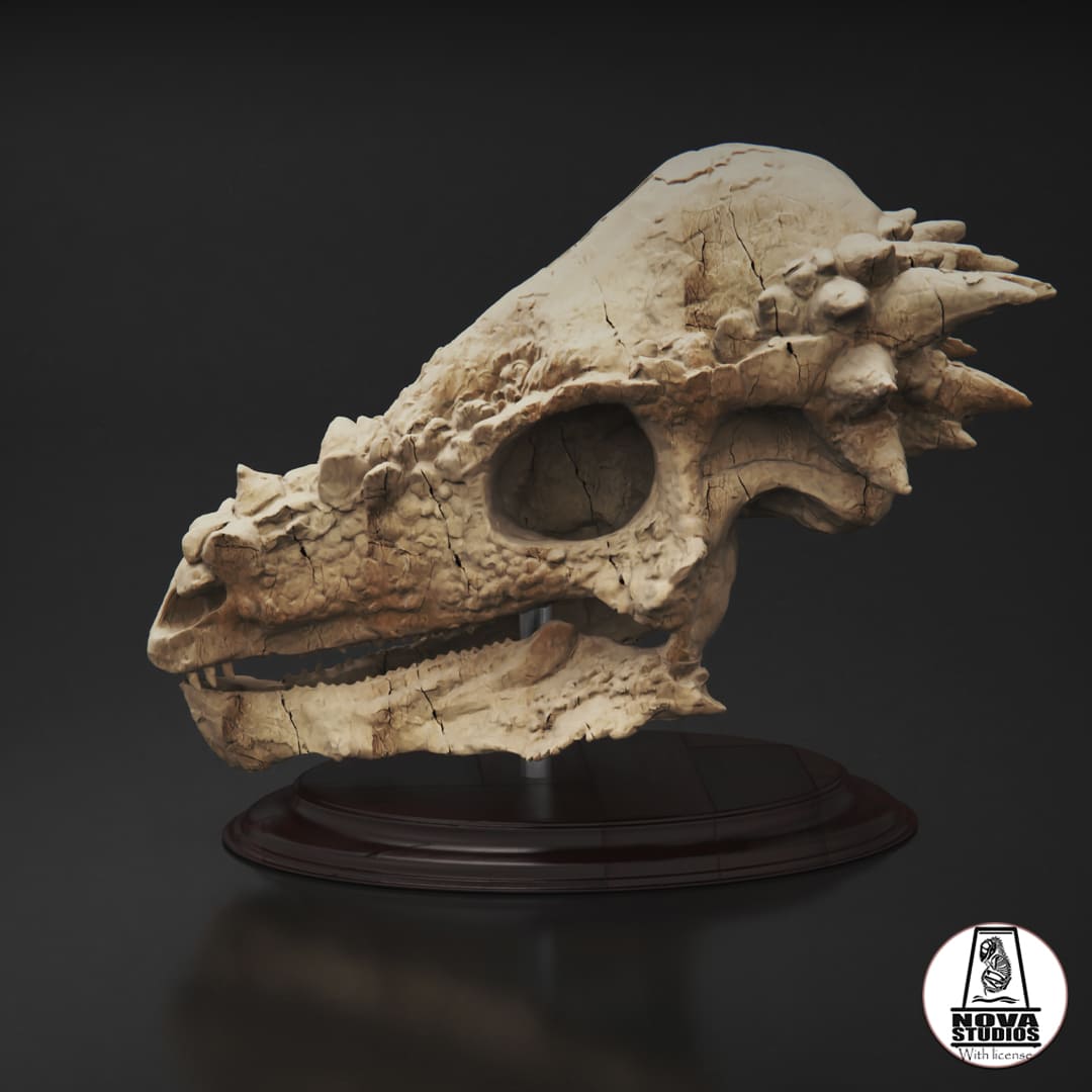 Pachycephalosaurus skull