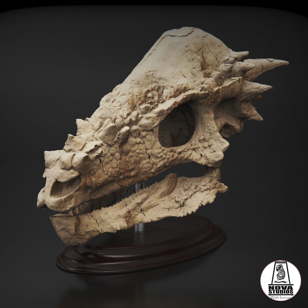 Pachycephalosaurus skull