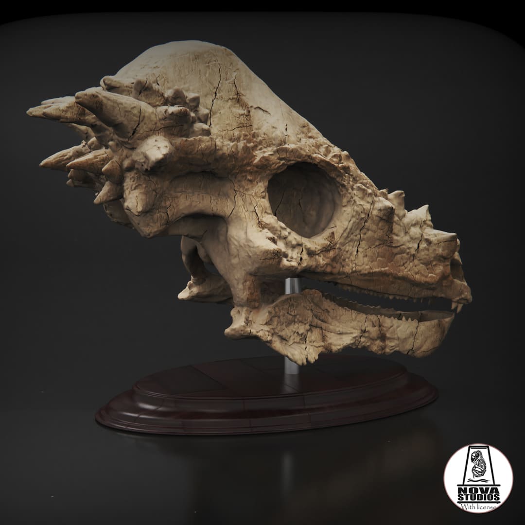 Pachycephalosaurus skull