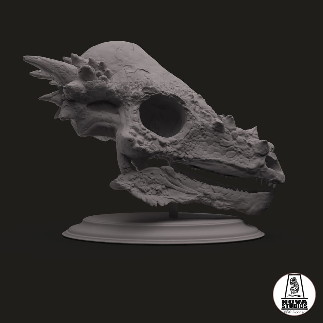 Pachycephalosaurus skull