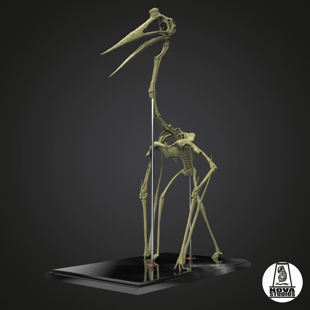 Quetzalcoatlus northropi skeleton