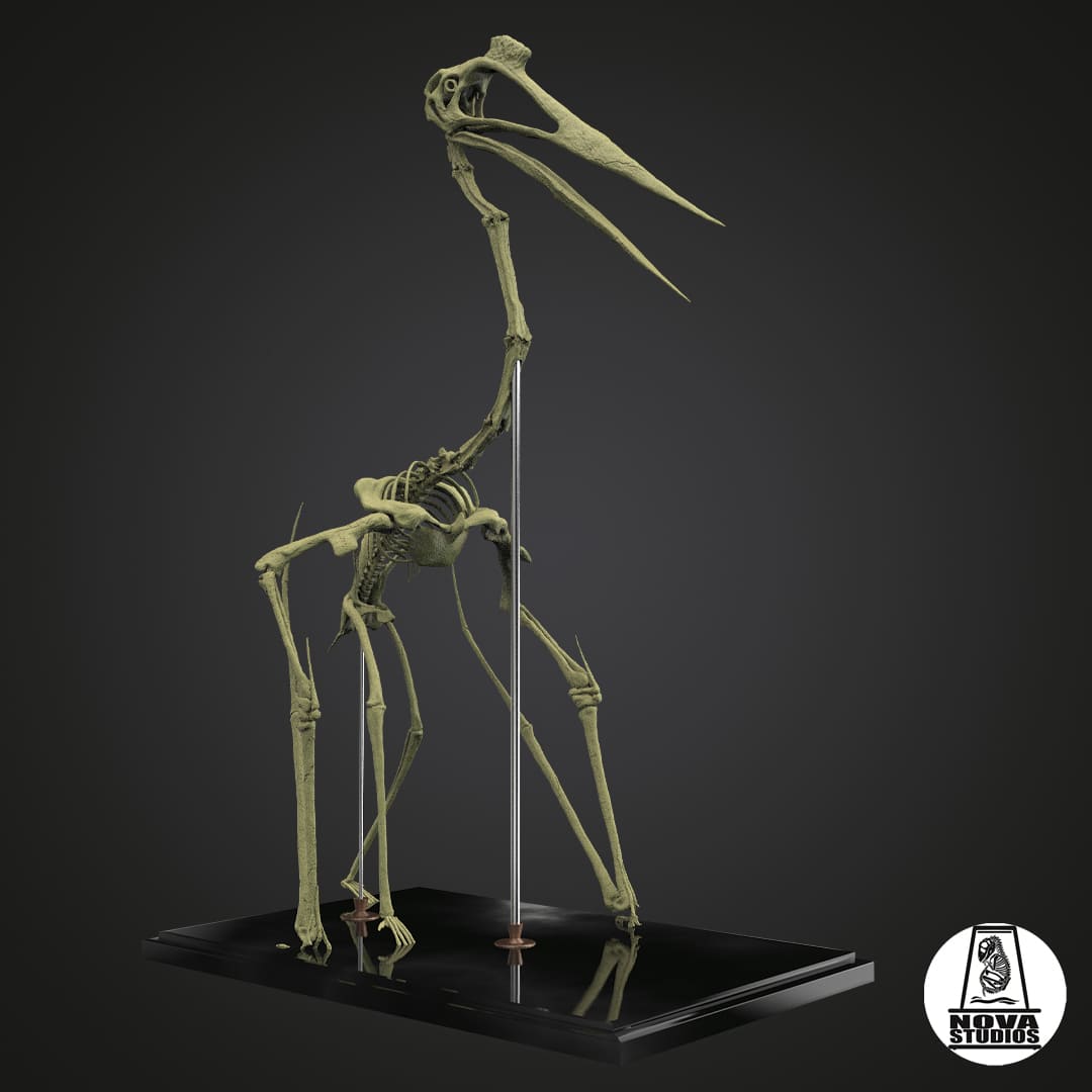 Quetzalcoatlus northropi skeleton