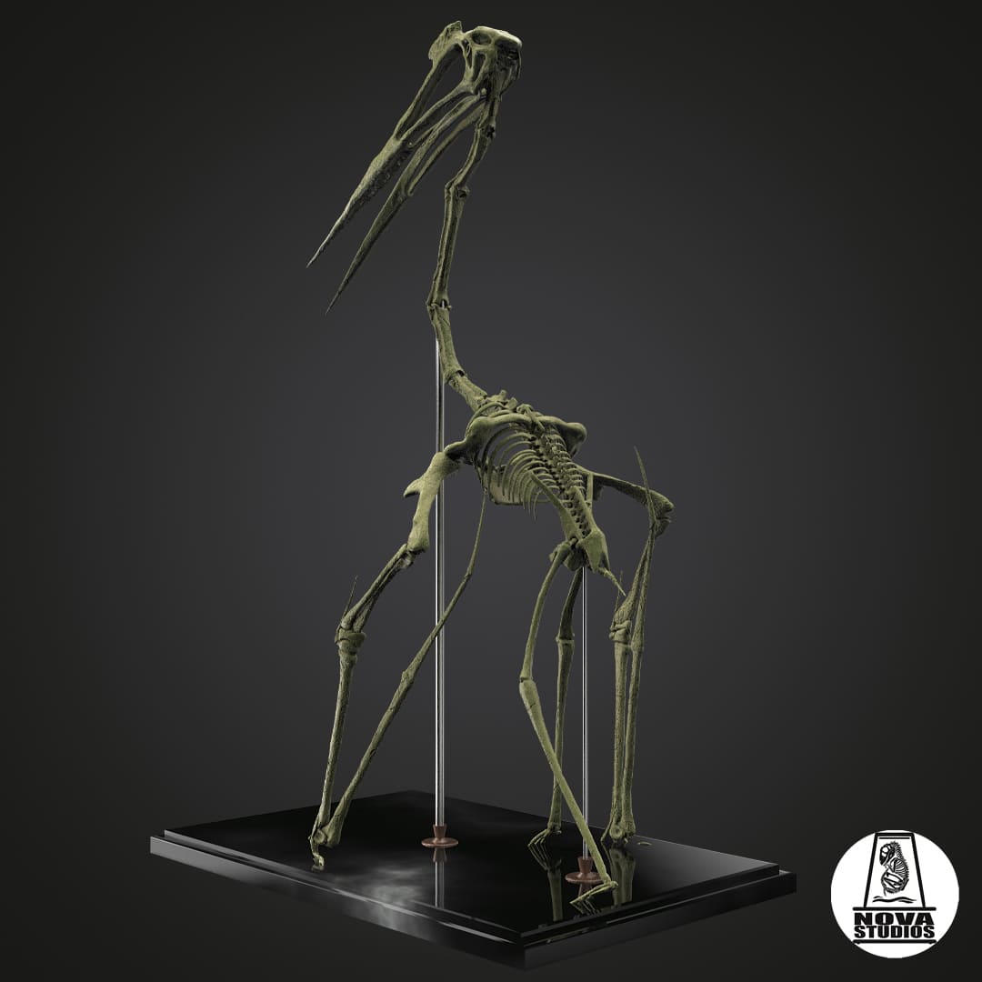 Quetzalcoatlus northropi skeleton