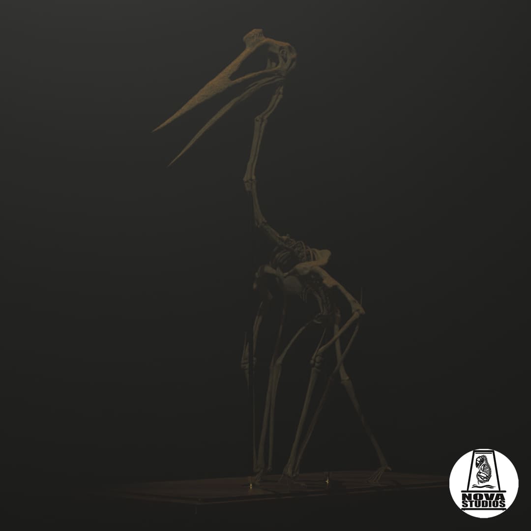 Quetzalcoatlus northropi skeleton