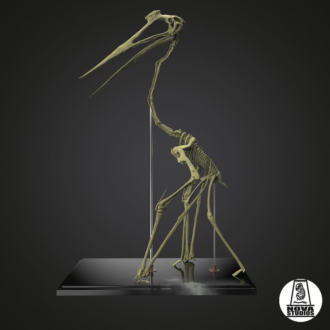 Quetzalcoatlus northropi skeleton