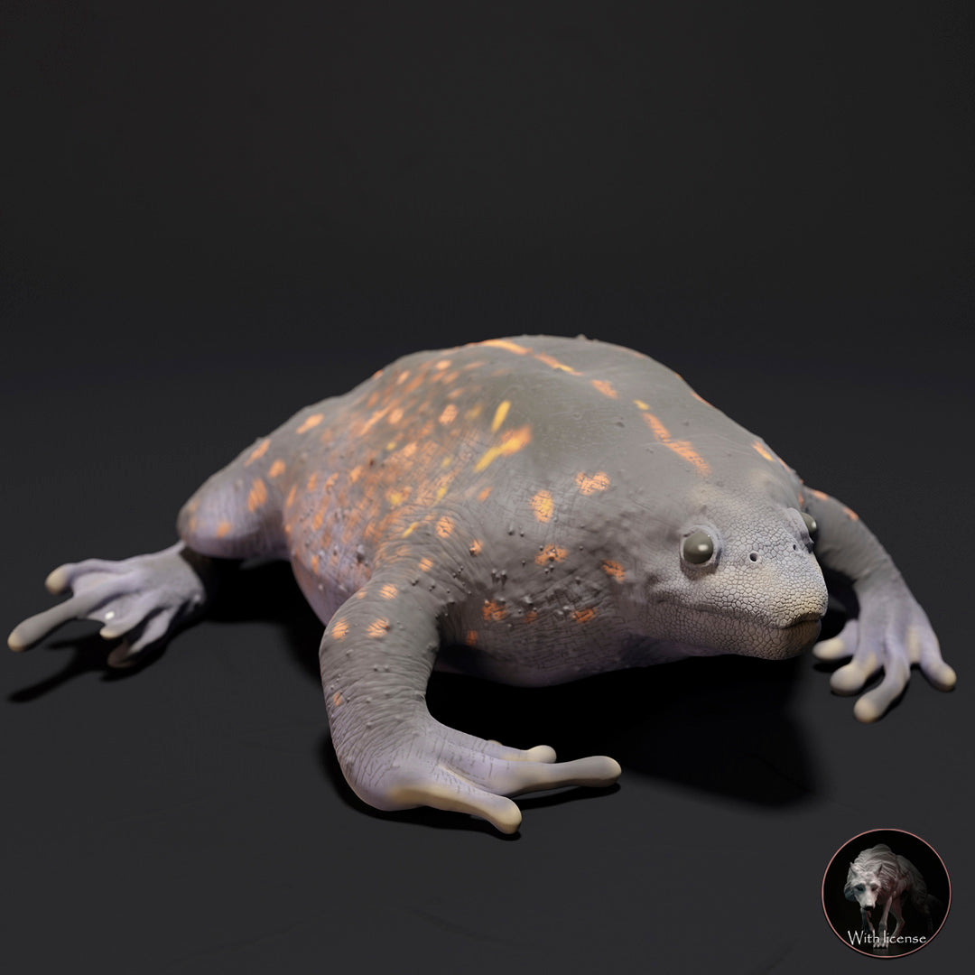 Rhinophrynus dorsalis (Mexican burrowing toad)