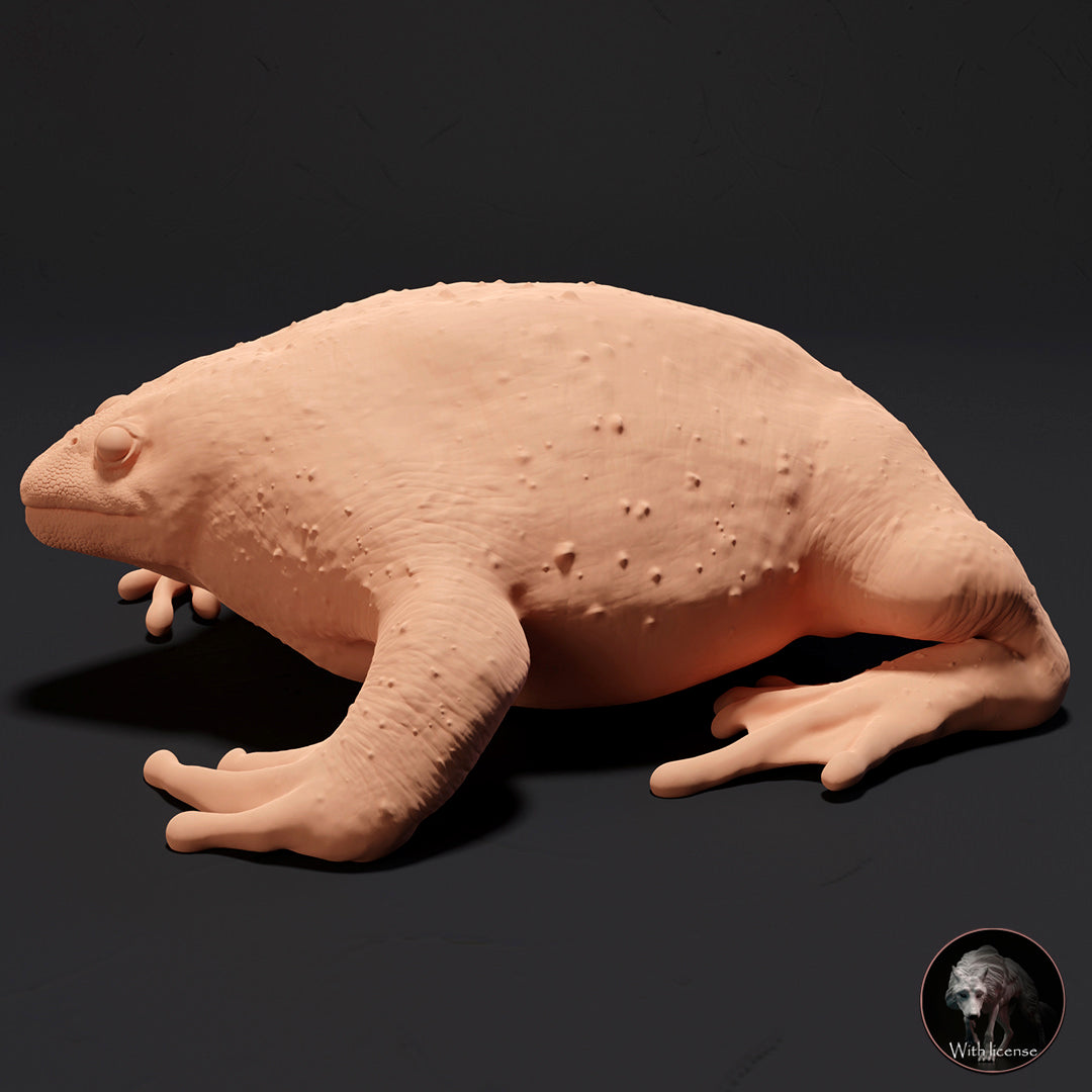 Rhinophrynus dorsalis (Mexican burrowing toad)