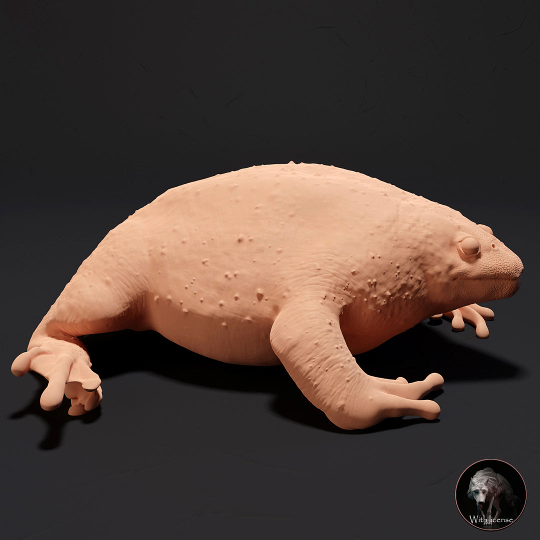 Rhinophrynus dorsalis (Mexican burrowing toad)