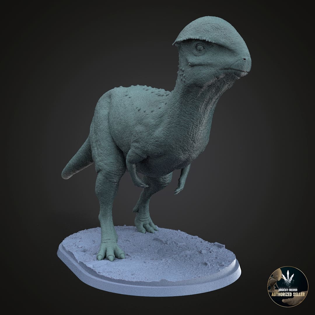 Stegoceras validum