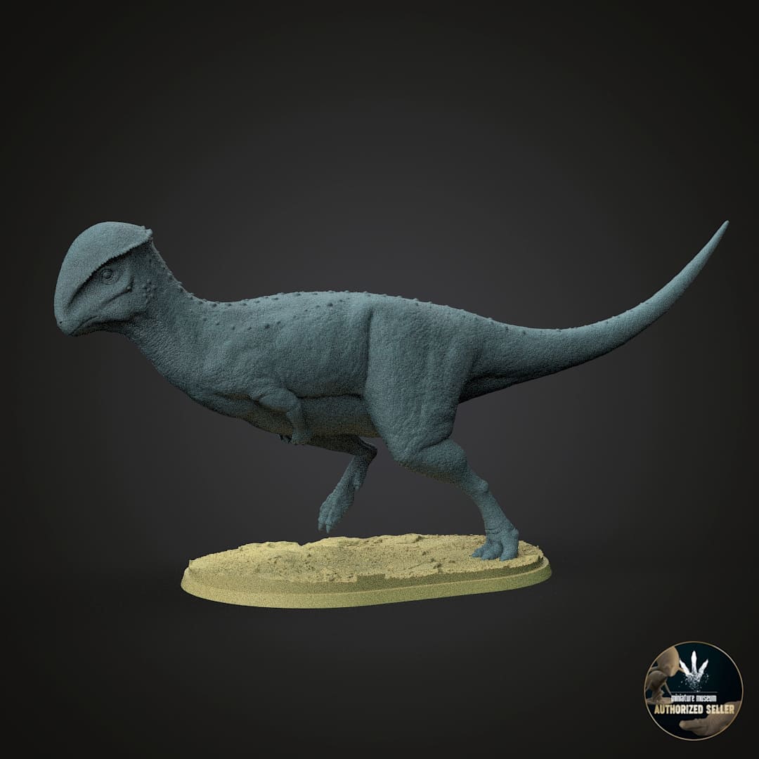 Stegoceras validum