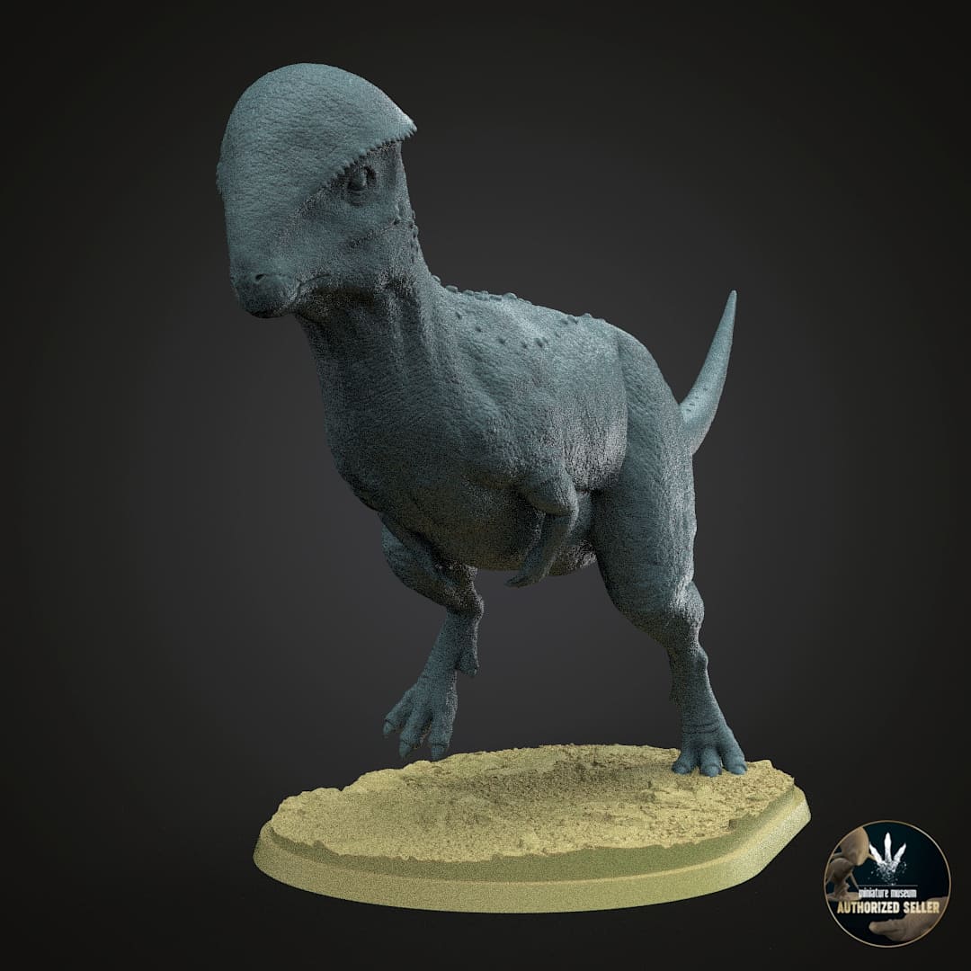 Stegoceras validum